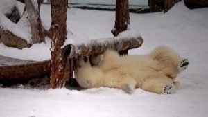 У медвежат Белки и Стрелки слили воду из бассейна и начались игры на суше.