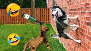 СМЕШНО ДО СЛЕЗ 😹😍 СМЕШНЫЕ СОБАКИ, ЛУЧШИЕ ПРИКОЛЫ С СОБАКАМИ, ЩЕНОЧКИ, ЖИВОТНЫЕ 🥰