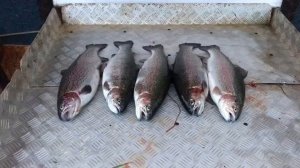 улов форели