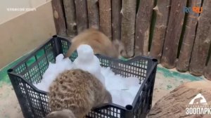 В Челябинске сурикаты впервые познакомились со снегом