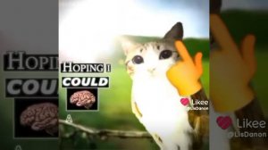 Meowl и Nyan cat эдит