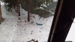 Воскресный зоопарк.