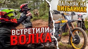 ВСТРЕТИЛИ ВОЛКА В ЛЕСУ! ДАЛЬНЯК 100КМ НА ПИТБАЙКАХ С ДРУЗЬЯМИ!