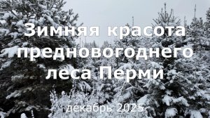 Зимняя красота предновогоднего леса Перми