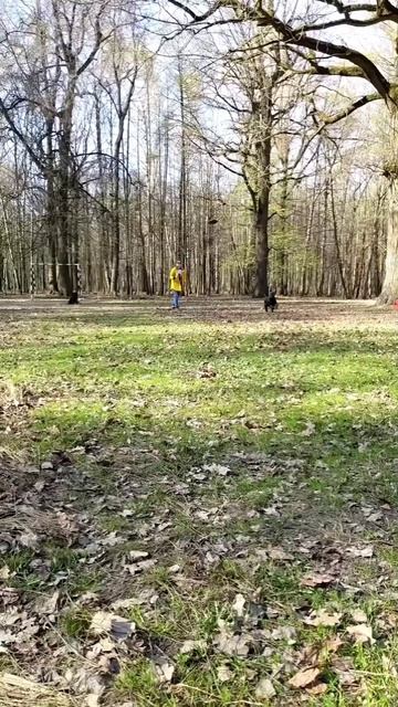 Миттельшнауцер и Аусси - ловля бросков