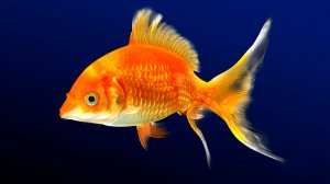 🐠 КРАСИВАЯ УСПОКАИВАЮЩАЯ МУЗЫКА ДЛЯ СНА 🎵 РАССЛАБЛЯЮЩАЯ МУЗЫКА ДЛЯ ДУШИ 🎵 МУЗЫКА ДЛЯ МЕДИТАЦИИ