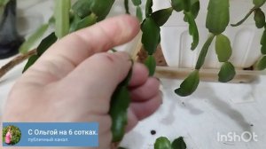 Омоложение декабриста.