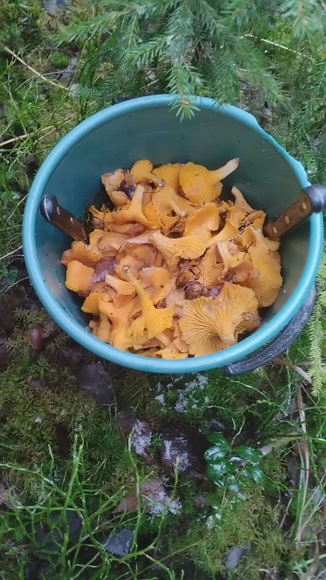 Декабрьские грибочки смотреть онлайн