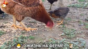 Счастливая жизнь на ферме успокаивает и радует 🐮🐣🐔 выпуск (7)