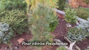 Pinus sibirica Рекордистка