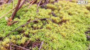 7 Декабря, маслята,лес,рыбалка.