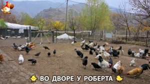 Содержание кур в домашних условиях и других птиц во дворе у Роберта 🐣🐤🦆🐔🪿🦃 (357)