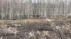 Охота на Кабана