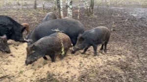 Охота на Кабана