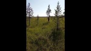 Тундровый человек Tundra man