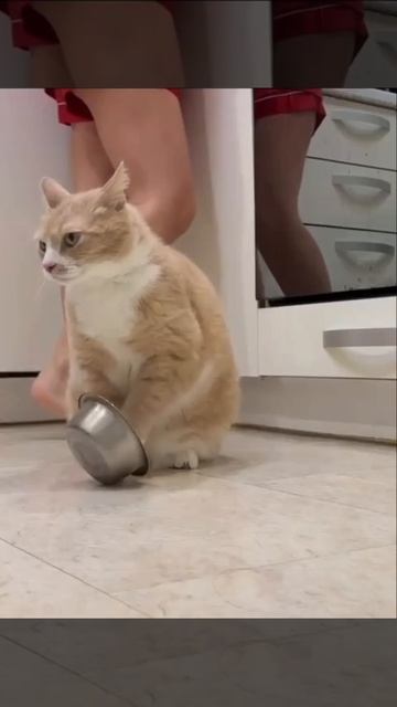 Покорми кота