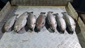 итоговый улов форели