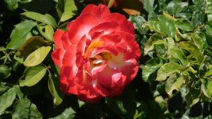 ВИДЕО  ПВН  ББ   (593)