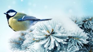 Зимующие птицы средней полосы России