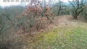 Охота на зайца