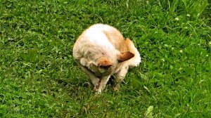 Жуля умывается