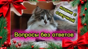 Кошки с озвучкой. Вопросы без ответов.