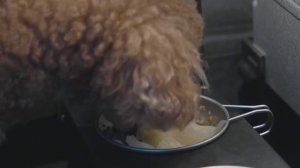 Кемпинг в сильный дождь с моей собакой . 3-комнатная надувная палатка . Звук дождя ASMR