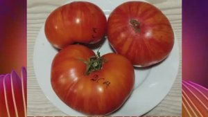 Гномы томатные. Каталог и обзор томатных гномов. г. Киров    т. 89229284031