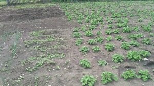 САД И ОГОРОД 2023 ГОД