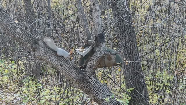 Белки! смотреть онлайн