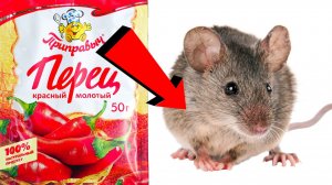 Как избавиться от мышей и крыс навсегда За 1 минуту...!!.!!.!!...