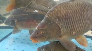 #рыбки плавают в ленте  в брянске#какая милота