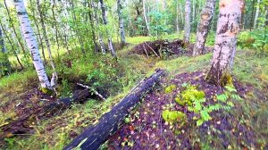 После Питера в лес.