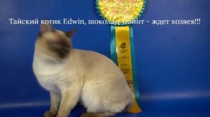 Самый ласковый тайский мальчик Edwin, 1 год, шоколад-пойнт, ждет хозяев