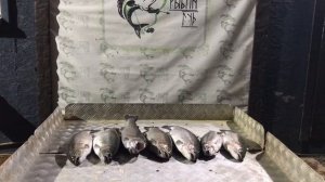 хороший улов форели