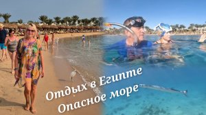 Отдых в Египте Говорят в Хургаде видели акул. Движуха в море и на пляже  Prima Life Makadi 5*