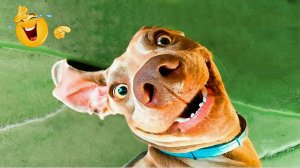 Видео приколы с животными Лучшие смешные видео с кошками и собаками 😹🐶