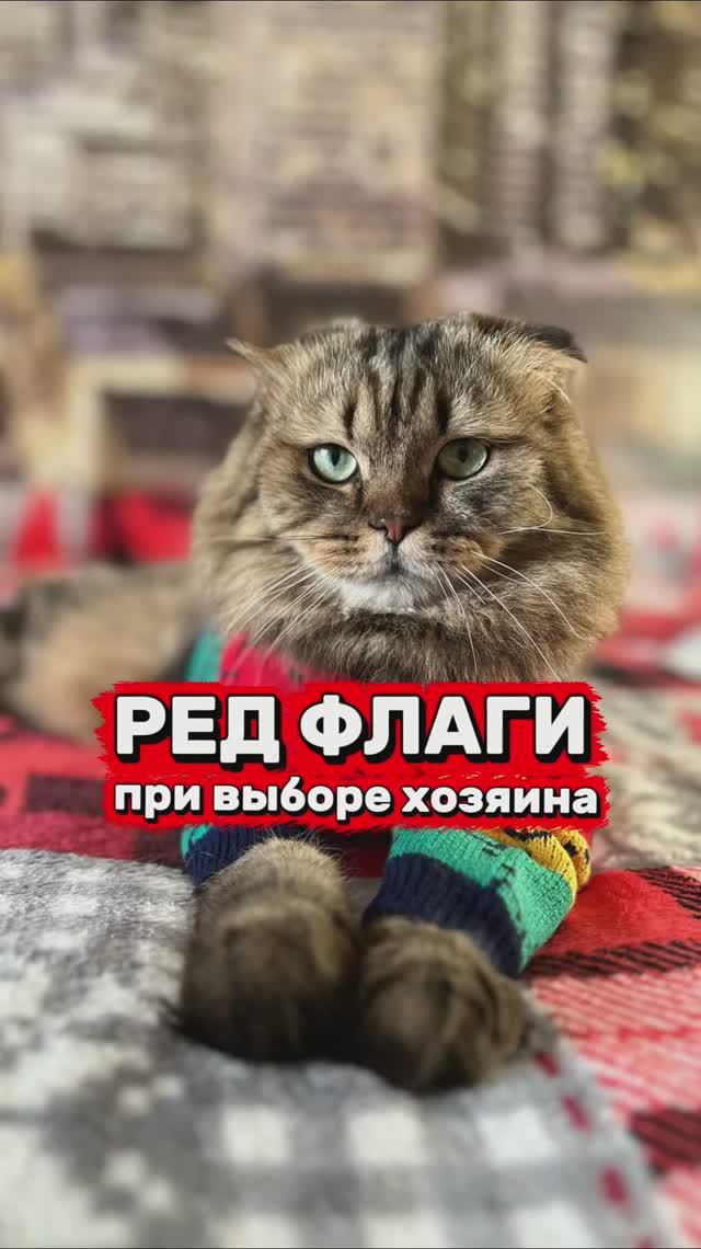 Ред флаги при выборе хозяина😸