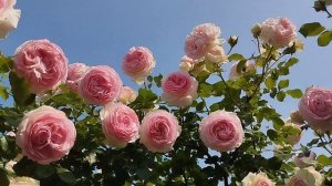 розы Республика Монмартр и Пьер де Ронсар, сезон 2025 года.