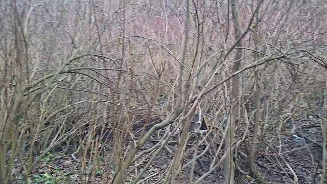 Птицы у кормушки смотреть онлайн