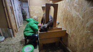 ВЕЧЕРНЯЯ ДОЙКА КОЗЫ | ЗАРАБАТЫВАЕМ НА КОЗЛИКА