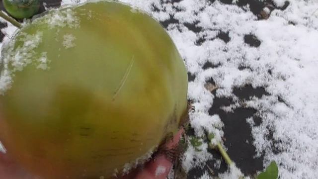 Зима пришла к нам в сентябре Обзор огорода и теплиц с томатами 30 сентября 2022 года.