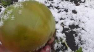 Зима пришла к нам в сентябре Обзор огорода и теплиц с томатами 30 сентября 2022 года.