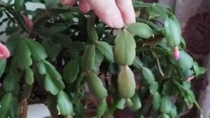 Неожиданный эффект роста декабриста после омолаживсния.