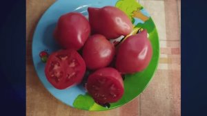 Минусинские сорта томатов. г. Киров