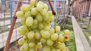 ВАЙТ РОУЗ НА 07.12.2025.🍇🍇🍇 Telegram, WhatsApp и Vlber +79528500417. ТЕЛ. +79054033245.