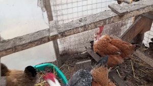 Солому на мульчу и в скирду. Инжир укрыла полностью. Курочкам кормовая свекла как добавка витаминов.