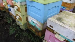 работа на пасеке в декабре, температура на улице плюс три градуса , часть 4 , 7.12.2025