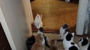 Кошки тестируют новую игрушку.Миссия выполнена,цель достигнута.