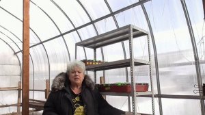 "ЗАМОРОЖЕННЫЕ" посевы. Не замерзнут ли семена томатов зимой?